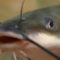 Here are the Best Fish for Small Aquaponics Systems