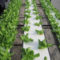 What Plants Grow Best in Hydroponics System Answered